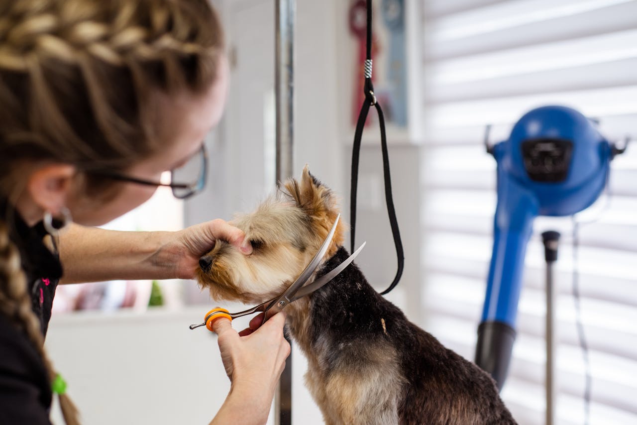A woman expertly trims a small dog's fur in a professional pet grooming salon.