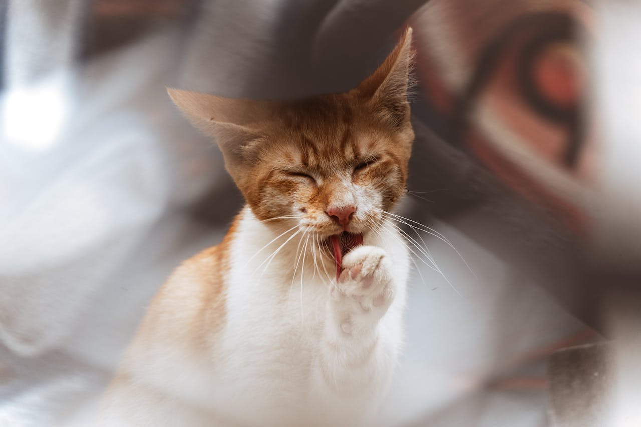 Close-up of a ginger cat licking its paw, creating a cozy and playful vibe.