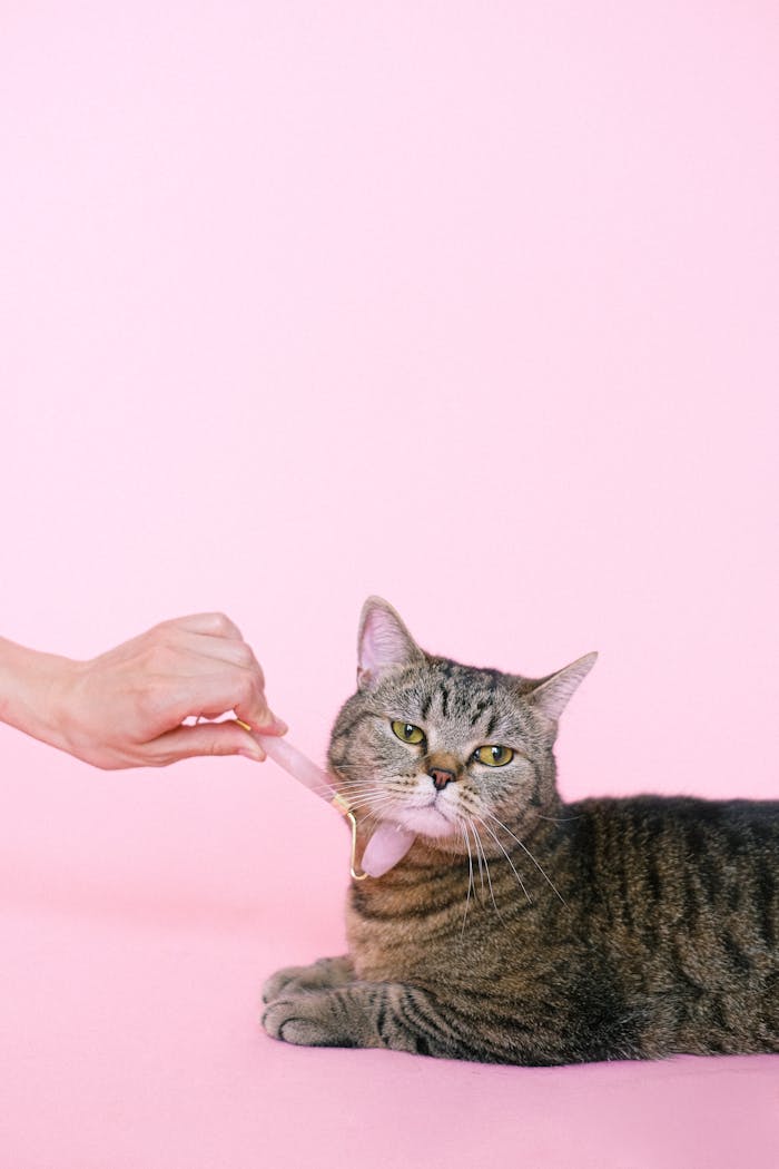 Cute tabby cat enjoys a gentle massage against a soft pink background, adding an element of pampering and relaxation.