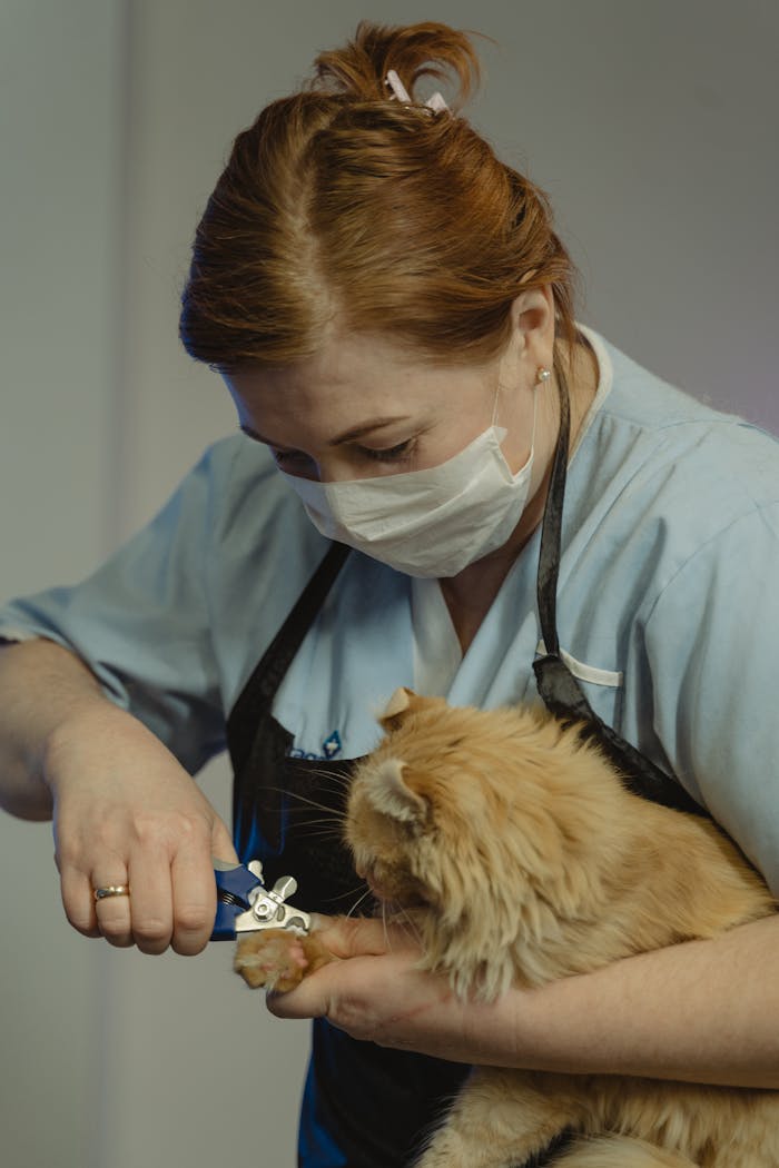 Vet trims Persian cat's nails indoors with care. Cat grooming session.